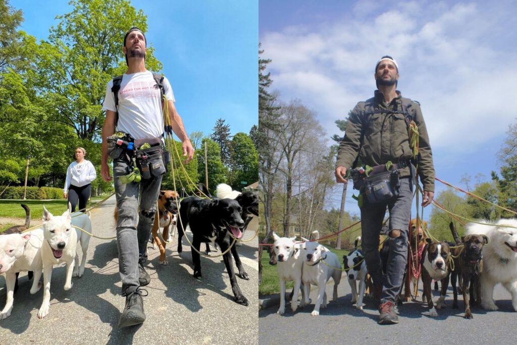 Mercado Pet para 2026: O Guia do Negócio de Adestramento e Dog Walker