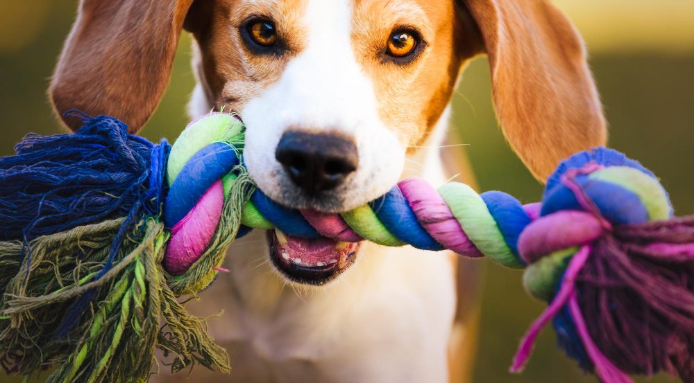 Como Ensinar o Cão a Ficar Sozinho Sem Destruir a Casa: O Guia da Autonomia