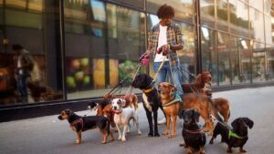Mercado Pet para 2026: O Guia do Negócio de Adestramento e Dog Walker