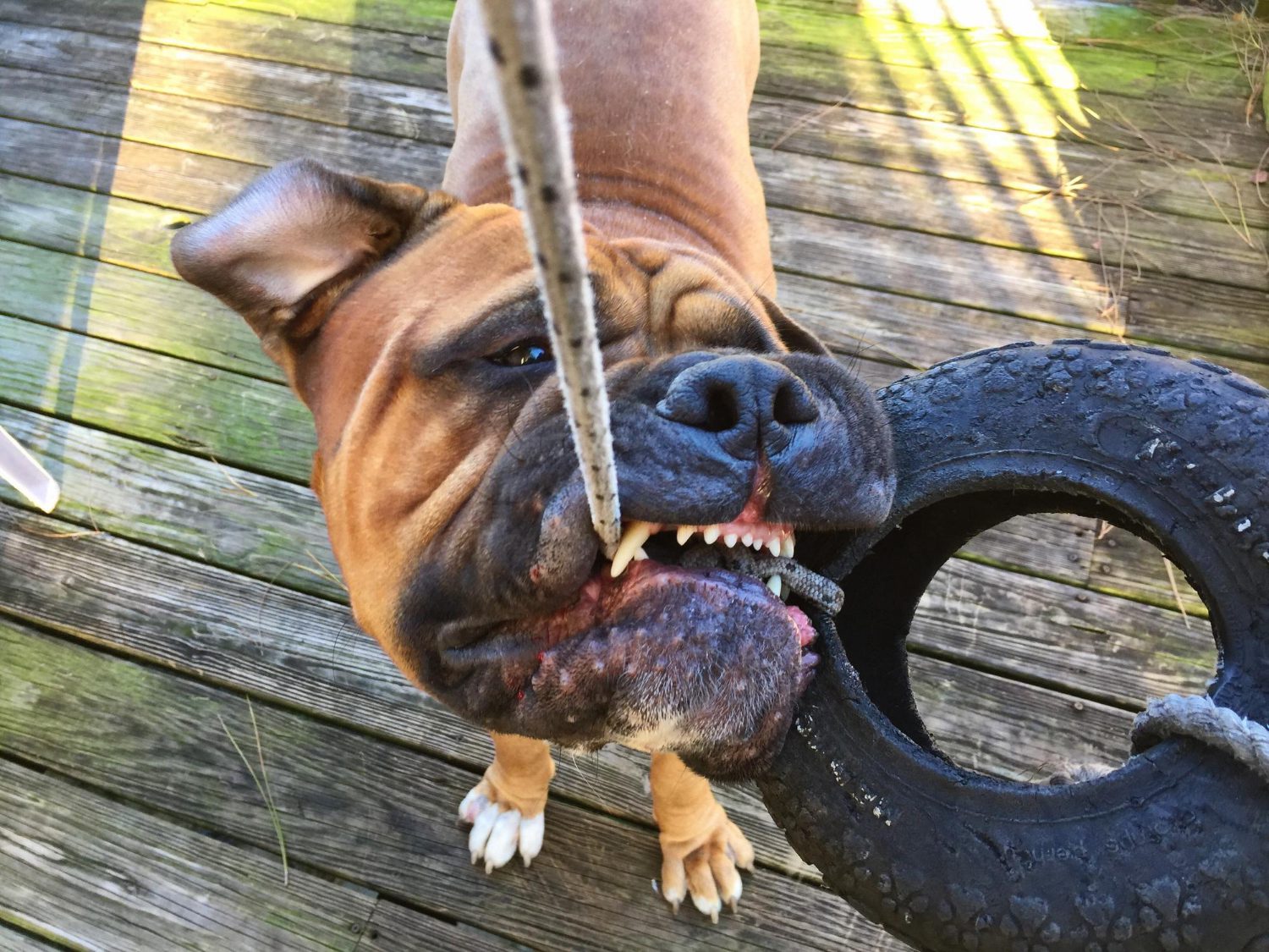 Meu cachorro morde muito: Entendendo a raiz do problema