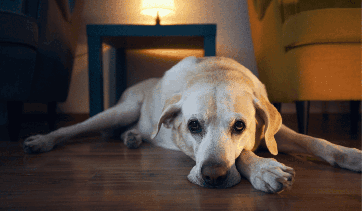 hund-schlaeft-nachts-nicht-q85qa74bq18hqvyns7qsw4df6rqtlk5rdnpg60egrs