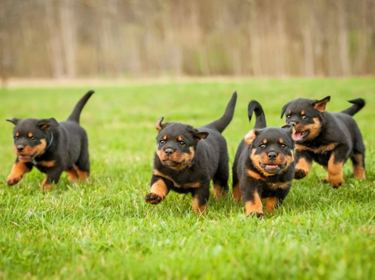 rottweiler-hund-charakter-shutterstock-Rita-Kochmarjova