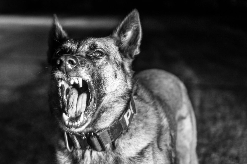 Proteção de Recursos (Posse): Como Lidar com a Agressividade do Cão com Comida e Brinquedos