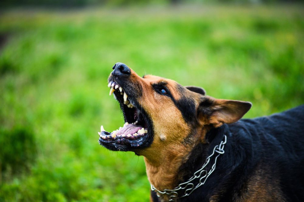 Proteção de Recursos (Posse): Como Lidar com a Agressividade do Cão com Comida e Brinquedos