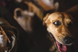 Ansiedade de Separacao Canina