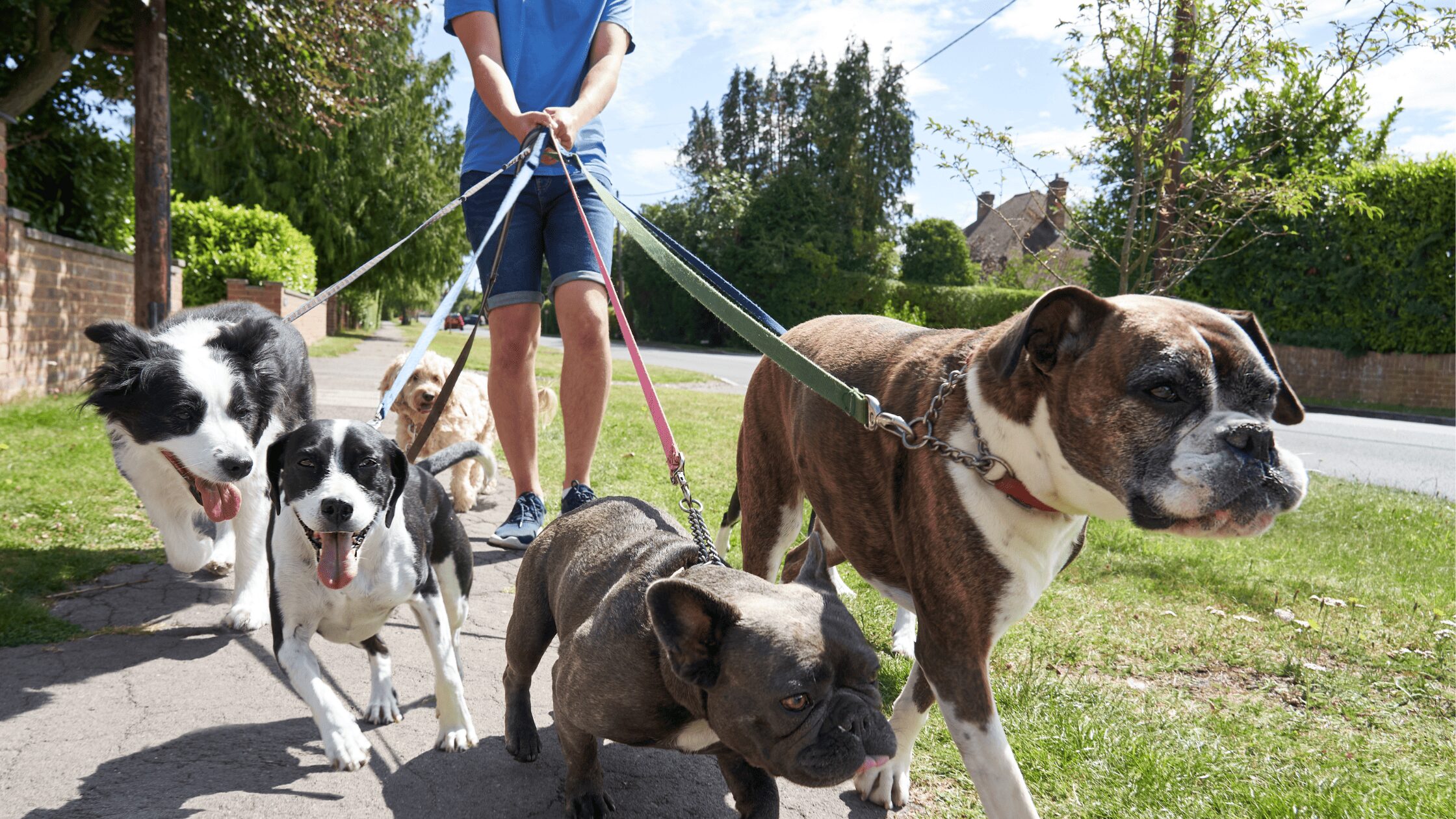 Mercado Pet para 2026: O Guia do Negócio de Adestramento e Dog Walker O Mercado Pet em 2026: O Fim do "Passeador de Fim de Semana"