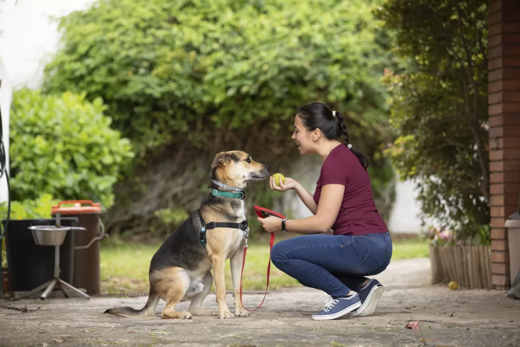 Vale a Pena Ser Adestrador de Cães em 2026? Mercado, Salários e Onde Estudar