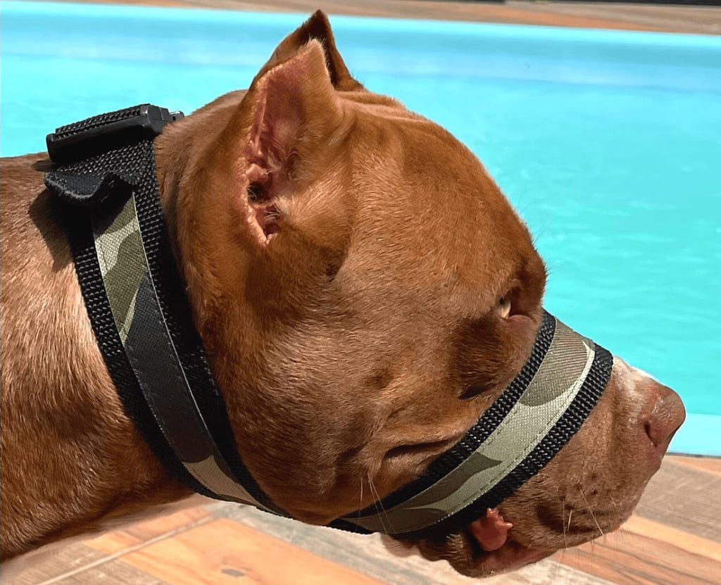 Como Escolher Como Escolher a Focinheira Ideal Sem Traumatizar Seu Cão (Tipos, Usos e Adaptação)