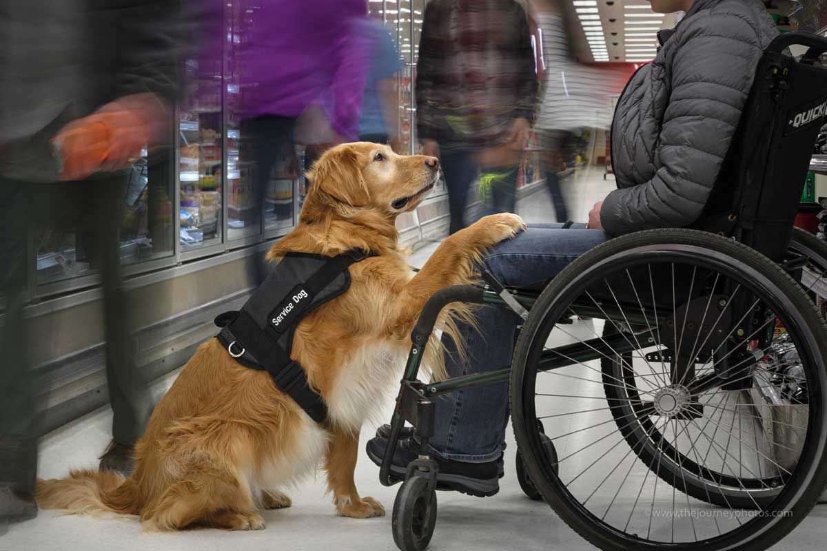 Adestramento Avançado: Como Ensinar Truques e Comandos de Cães de Serviço (Para Profissionais)