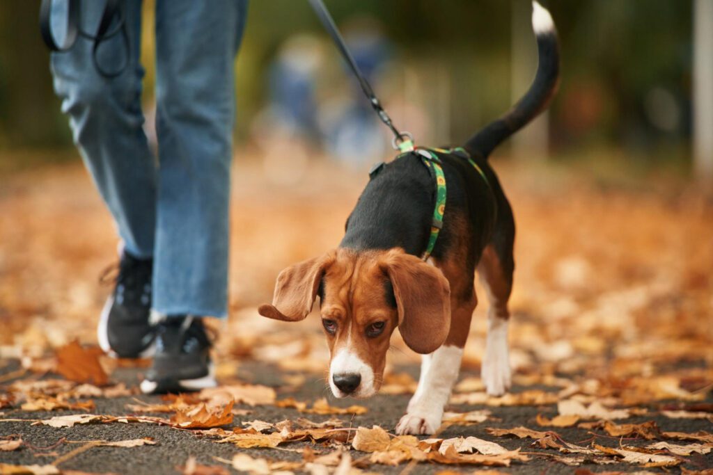 Como ensinar o cachorro a passear sem puxar a guia