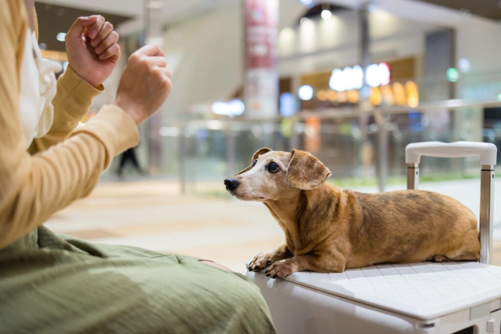 Animal de Suporte Emocional: Guia Completo sobre Direitos e Como Obter