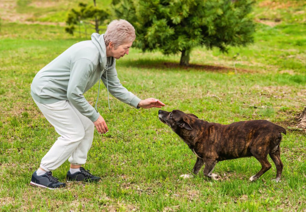 Adestramento de cães idosos: O Guia Completo da Escola Disciplina Dog 1 Adestramento de cães idosos
