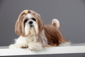 Shih Tzu: O Pequeno Leão dos Palácios Chineses