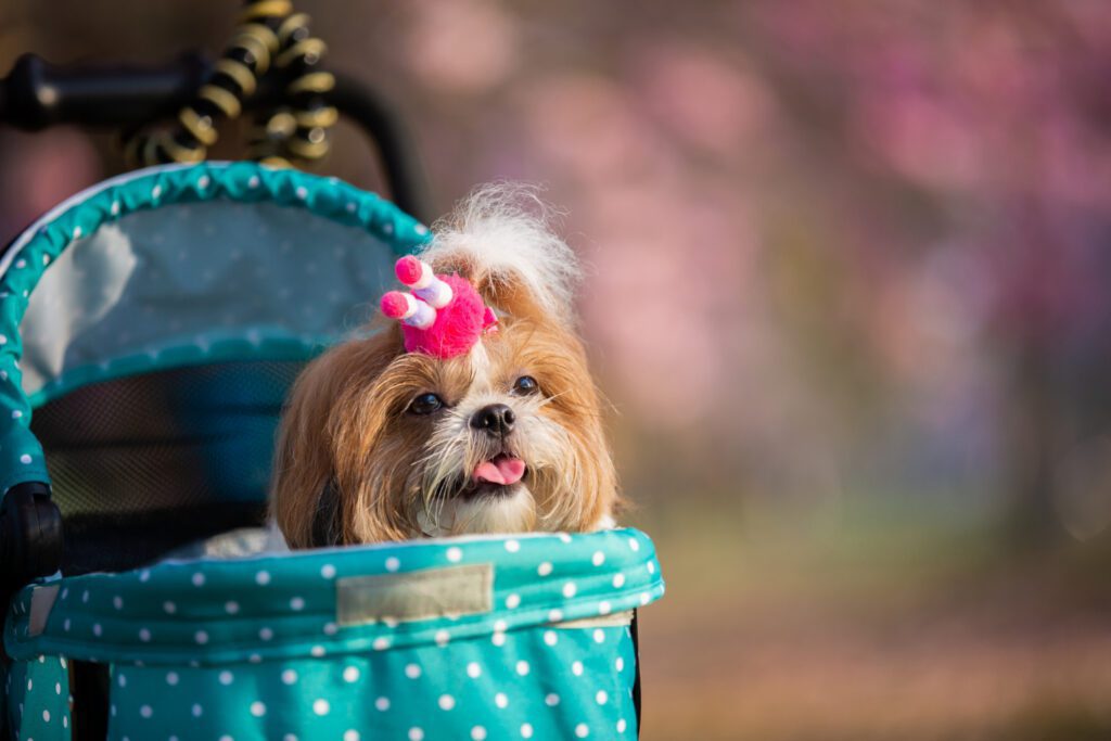 Shih Tzu: O Pequeno Leão dos Palácios Chineses
