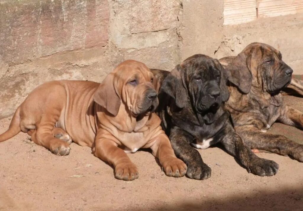 Fila Brasileiro: A História por trás do Mito