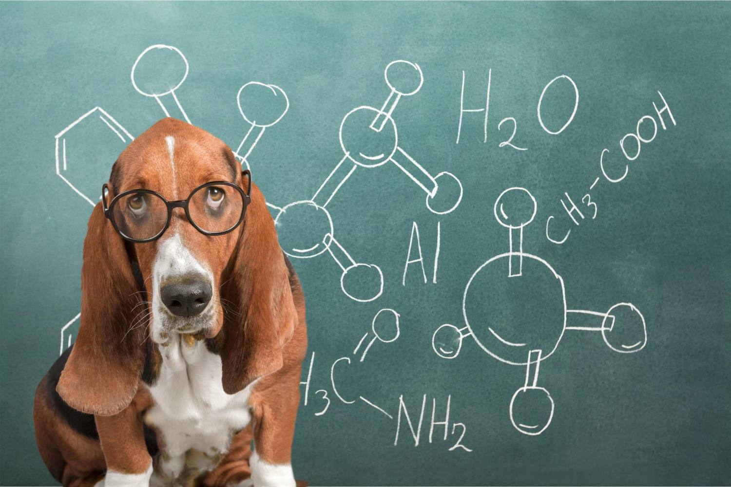 A ciência do adestramento: O Diferencial entre o Amador e o Especialista