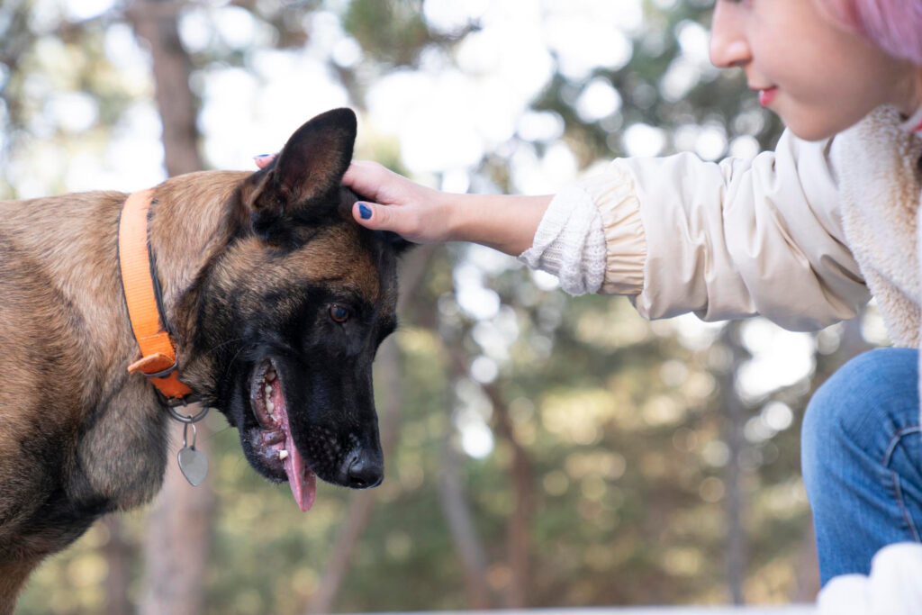 Agressividade canina: O Caso do "Cão X" (Thor) 1 Agressividade canina: O Caso do "Cão X" (Thor)