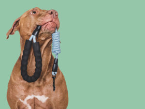 Equipamentos essenciais: A base para um adestrador de sucesso