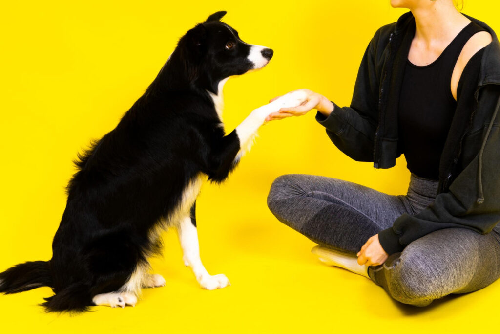 Soft skills para adestradores: 5 Habilidades de um Adestrador de Elite