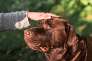 Psicologia Canina aplicada ao Adestramento: O Mundo Além das Palavras