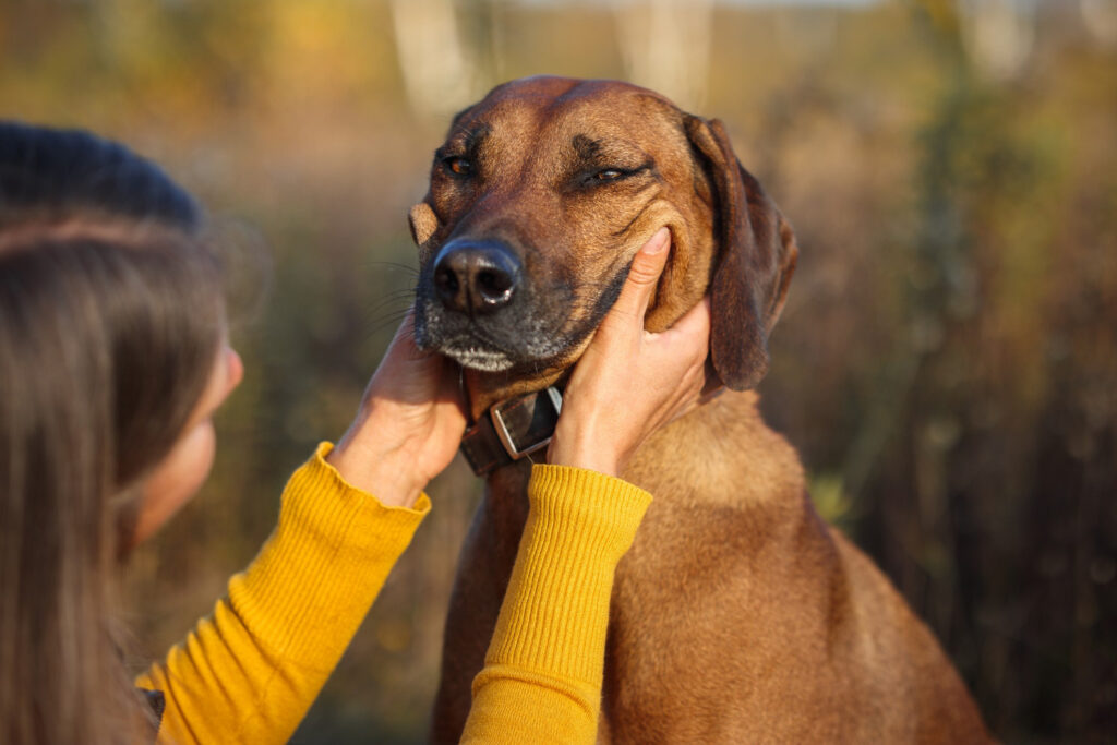 Psicologia Canina aplicada ao Adestramento: O Mundo Além das Palavras