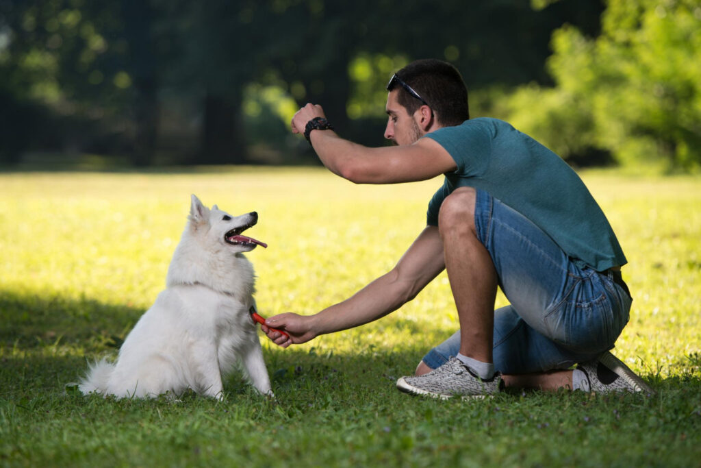 Como escolher o melhor curso de adestramento de cães: O Primeiro Passo para o Topo