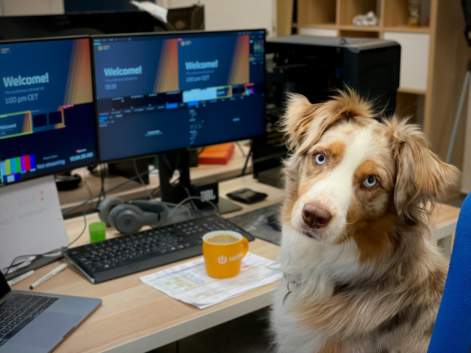 Adestrador de Cães Valor: A Realidade Econômica de 2026
