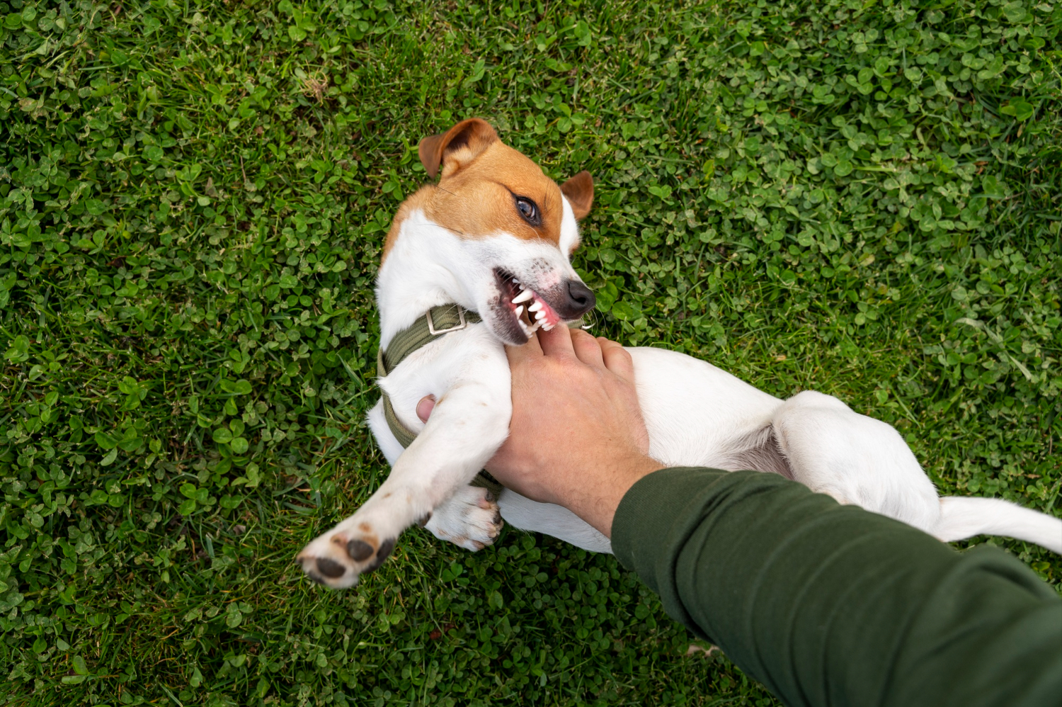 Adestramento de Cães Curso: Como Resolver Mordidas em 4 Passos Técnicos